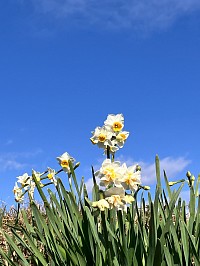 空と花