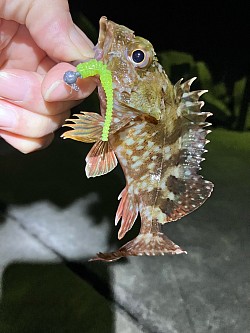 ガシラ