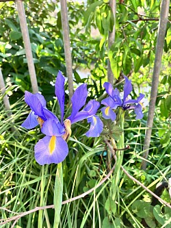 菖蒲
