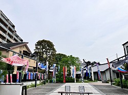 鯉のぼり