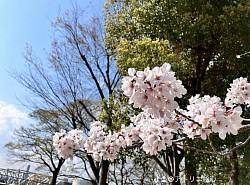 桜