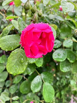 薔薇