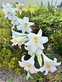 百合