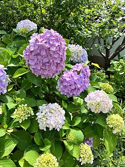 紫陽花