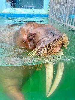 セイウチ