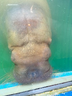 セイウチ
