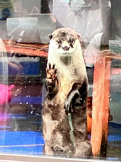 カワウソ