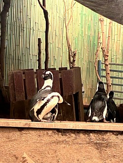 ペンギン