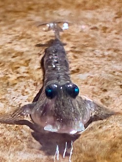 トビハゼ