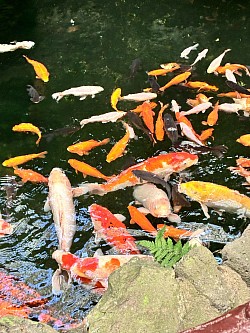 錦鯉